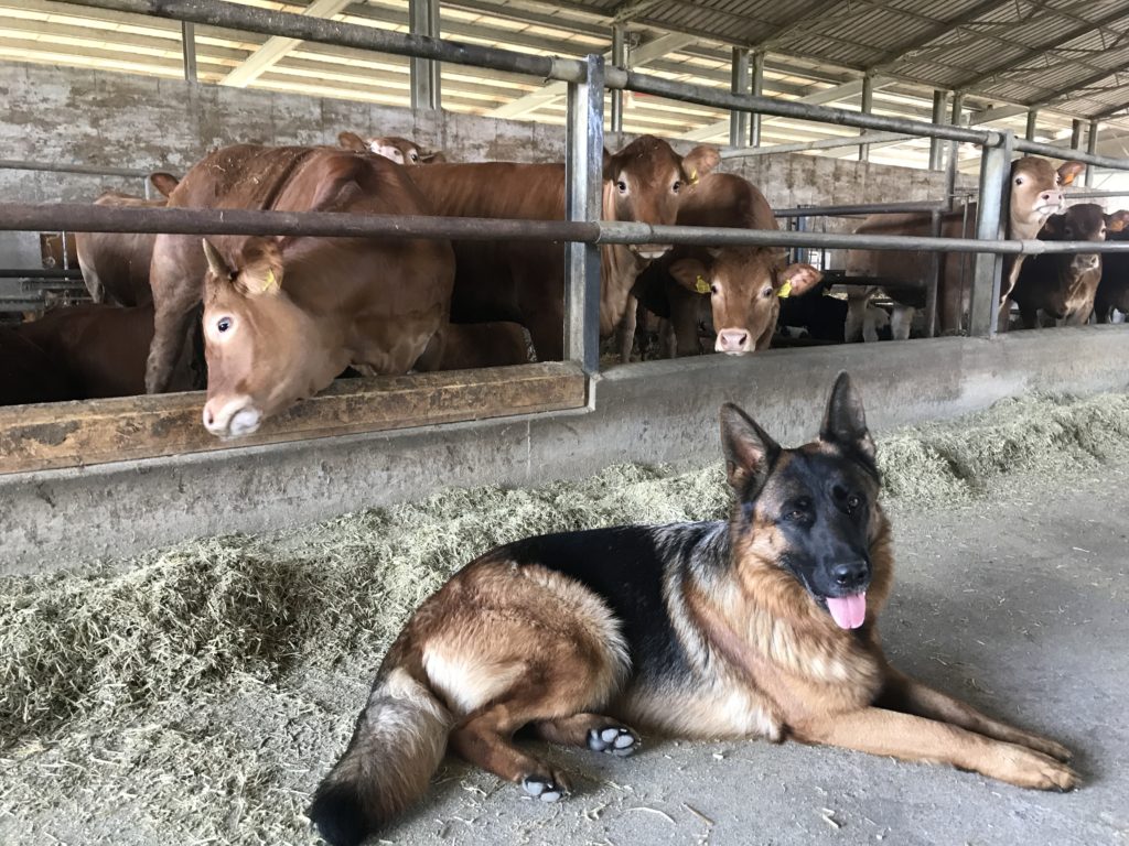 Azienda Agricola Pozzan Bottega della Sorana